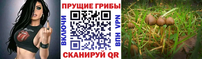 сколько стоит  Павловская  Псилоцибиновые грибы MAGIC MUSHROOMS 